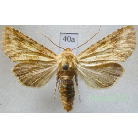 Conisania luteago (Denis & Schiffermüller, 1775) Slovakia40a
